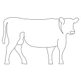 cow single 001